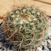 2 inch Notocactus Amiguetii