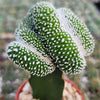 Notocactus scopa inermis crested grafted