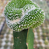 Notocactus scopa inermis crested grafted