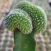 Notocactus scopa inermis crested grafted