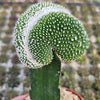 Notocactus scopa inermis crested grafted