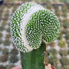 Notocactus scopa inermis crested grafted