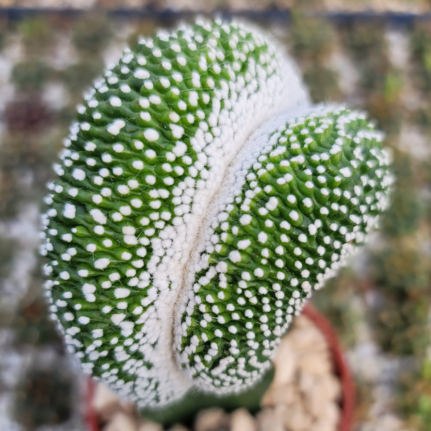 Notocactus scopa inermis crested grafted