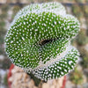 Notocactus scopa inermis crested grafted