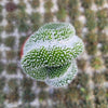 Notocactus scopa inermis crested grafted