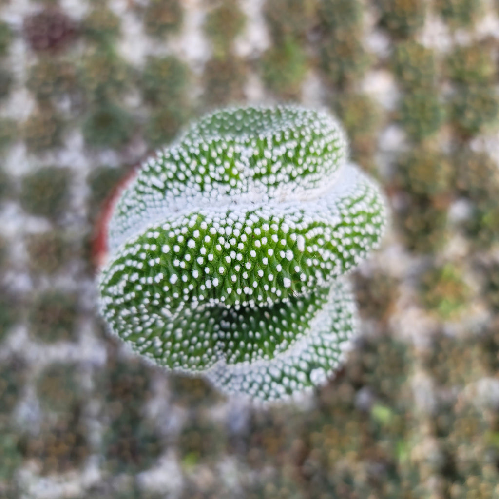 Notocactus scopa inermis crested grafted