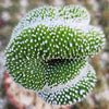 Notocactus scopa inermis crested grafted