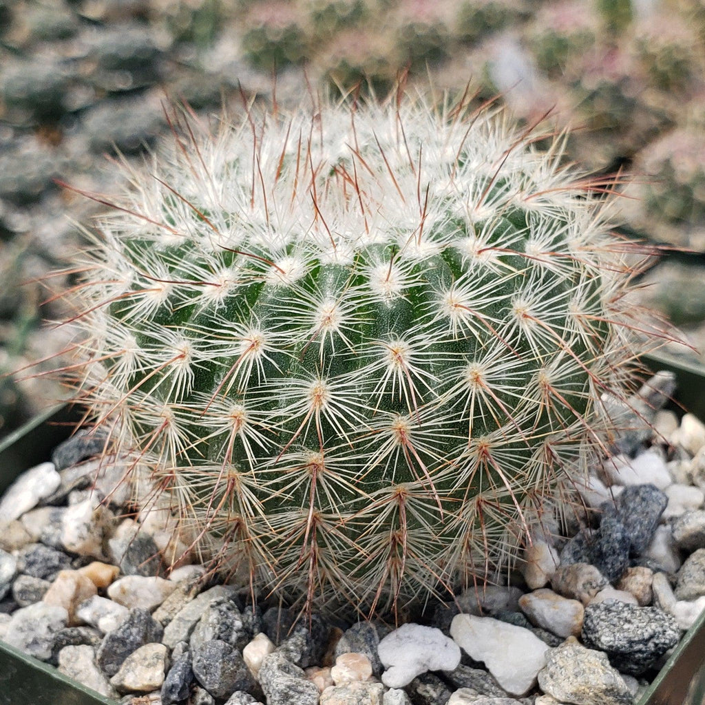 Notocactus scopa murrielli