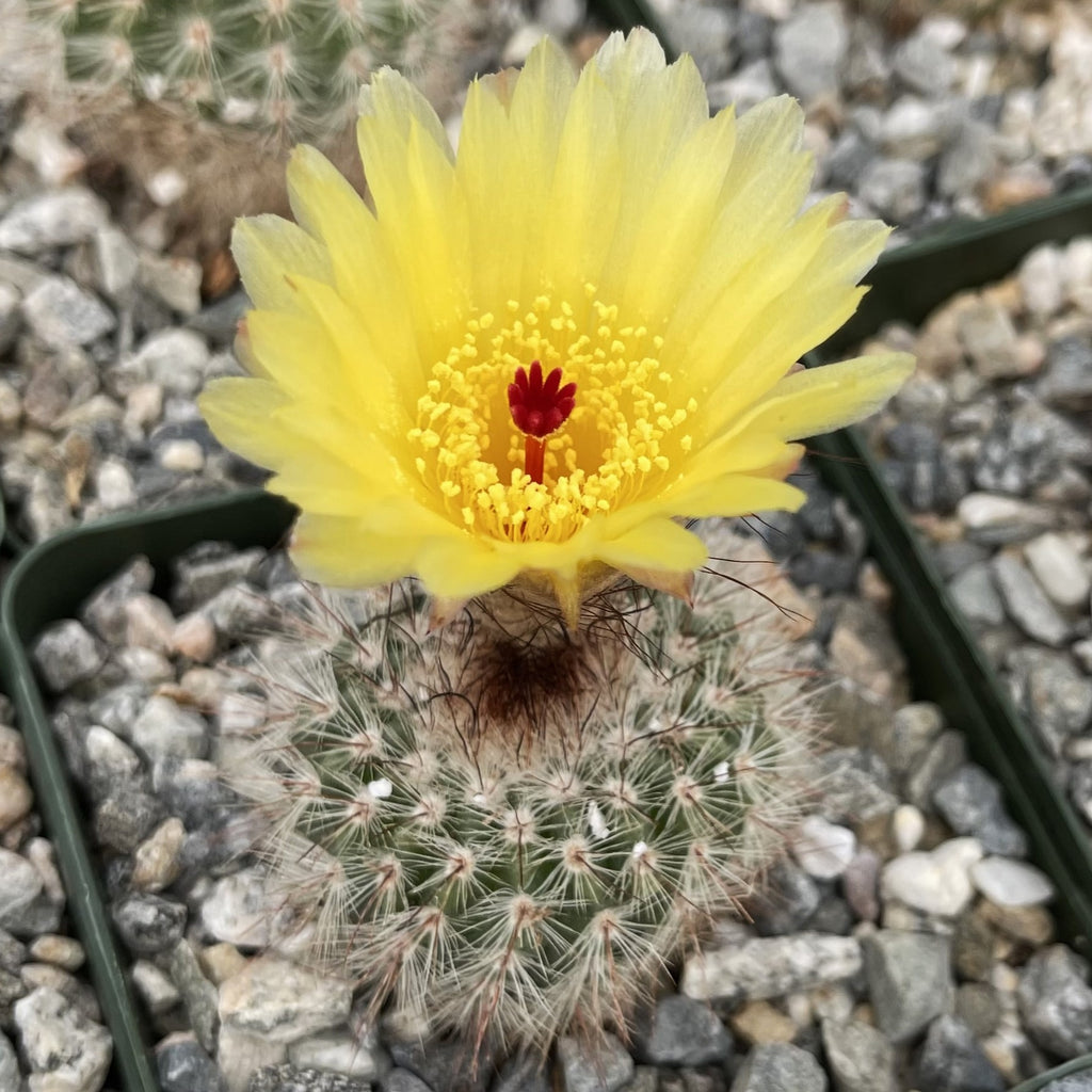 Notocactus scopa murrielli