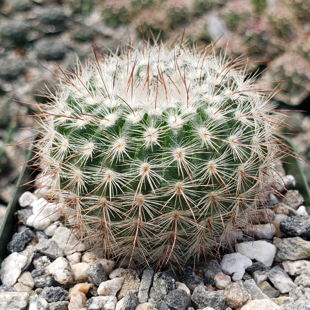 Notocactus scopa murrielli