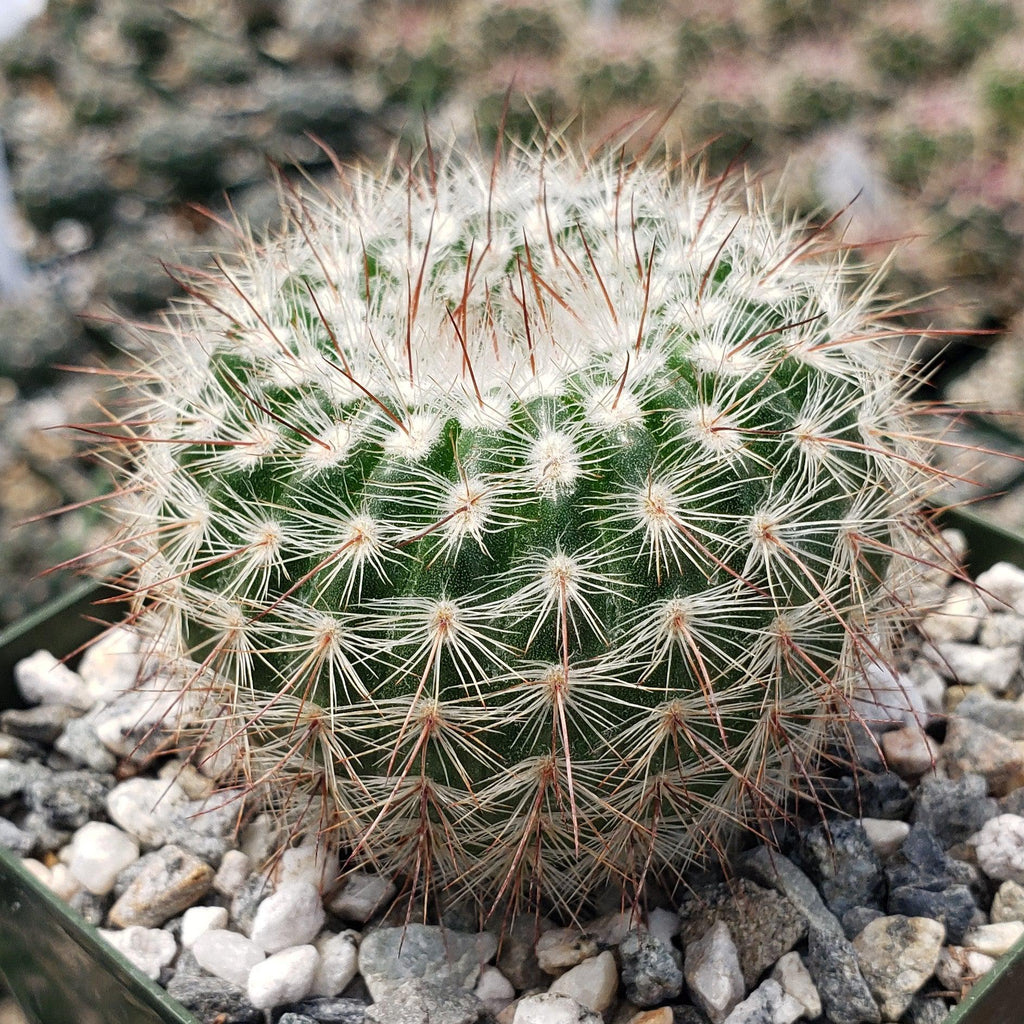 Notocactus scopa murrielli