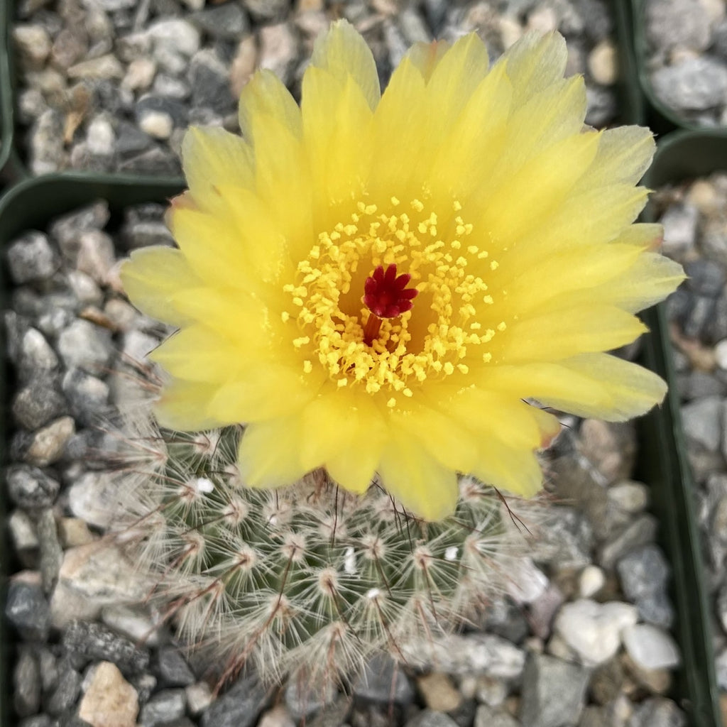 Notocactus scopa murrielli