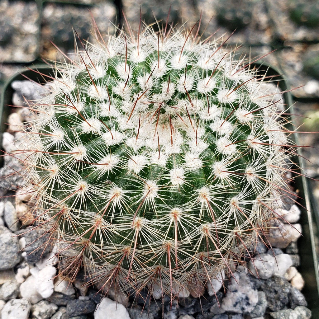 Notocactus scopa murrielli