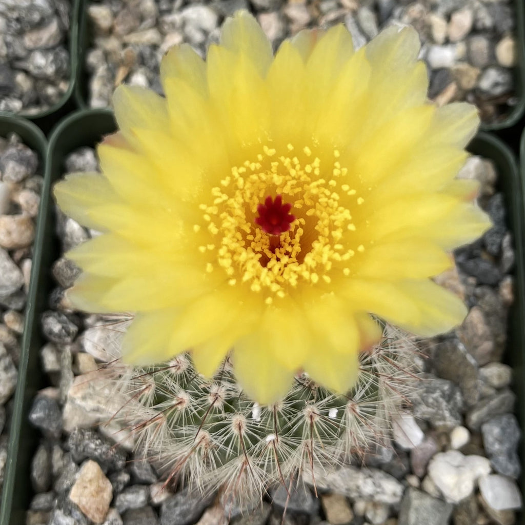 Notocactus scopa murrielli