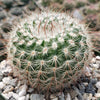 Notocactus scopa murrielli