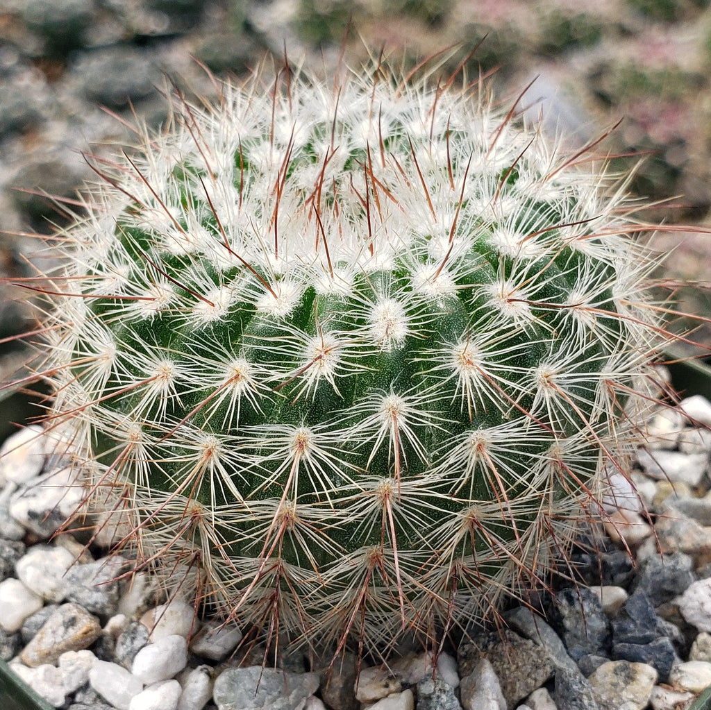 Notocactus scopa murrielli