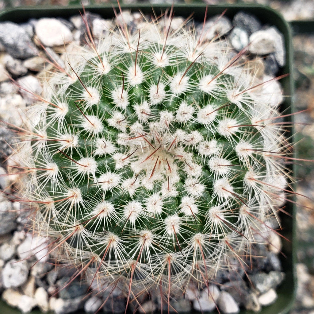 Notocactus scopa murrielli