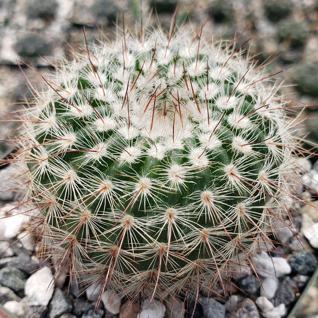 Notocactus scopa murrielli