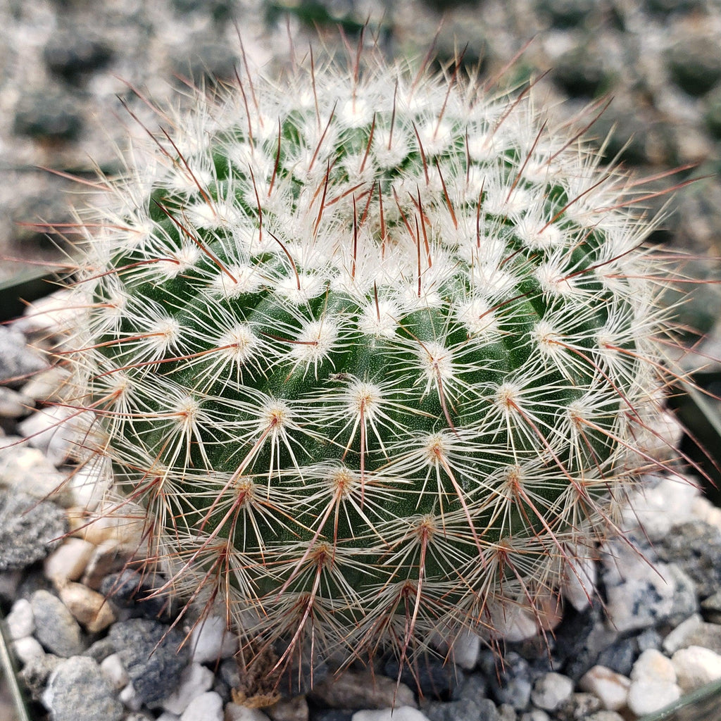 Notocactus scopa murrielli
