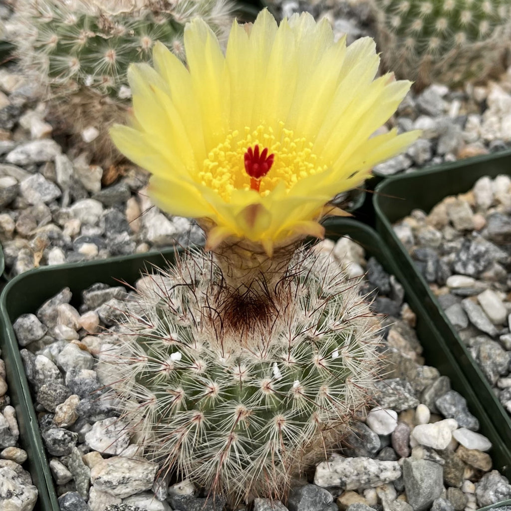Notocactus scopa murrielli