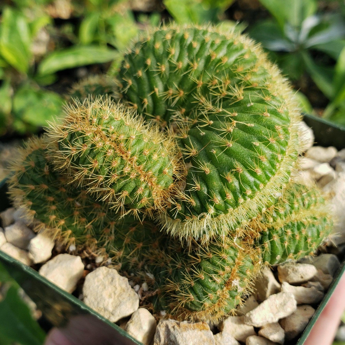 snake cactus plant Nyctocereus Serpentinus Cristata | Crested Snake Cactus