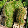 Nyctocereus serpentinus cristata