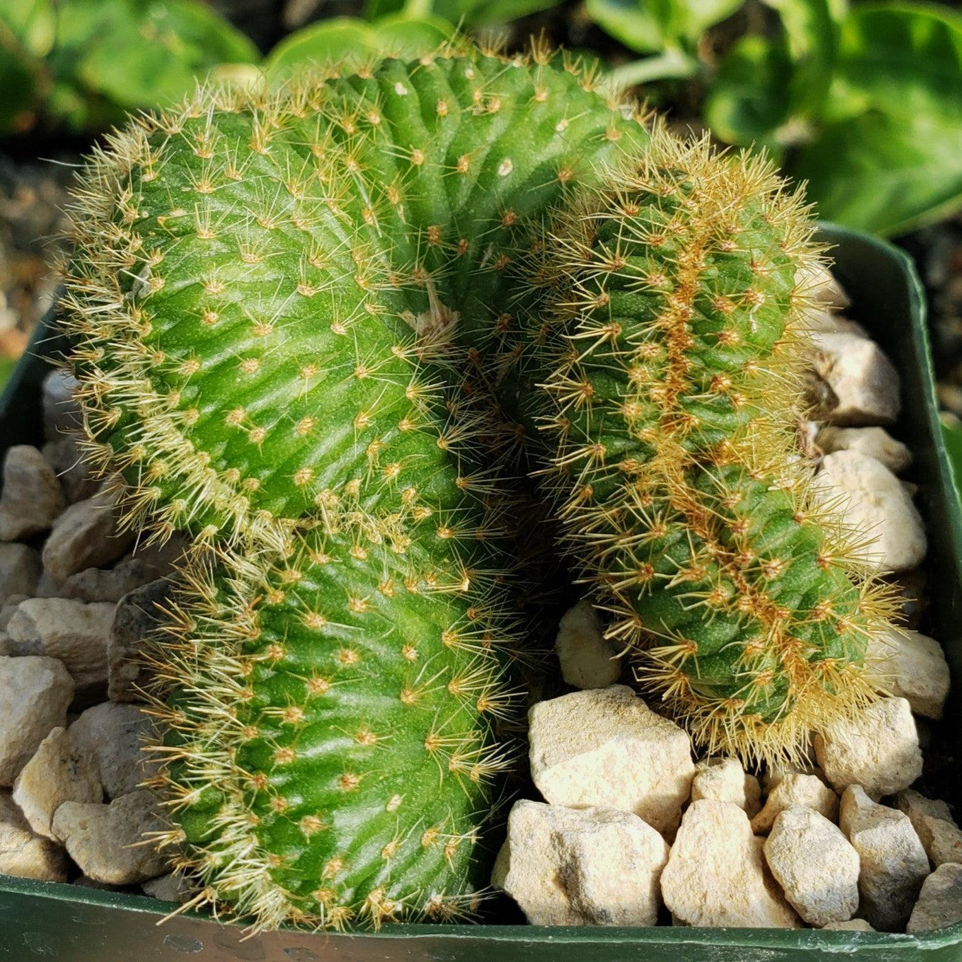 snake cactus plant Nyctocereus Serpentinus Cristata | Crested Snake Cactus