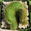 Nyctocereus serpentinus cristata