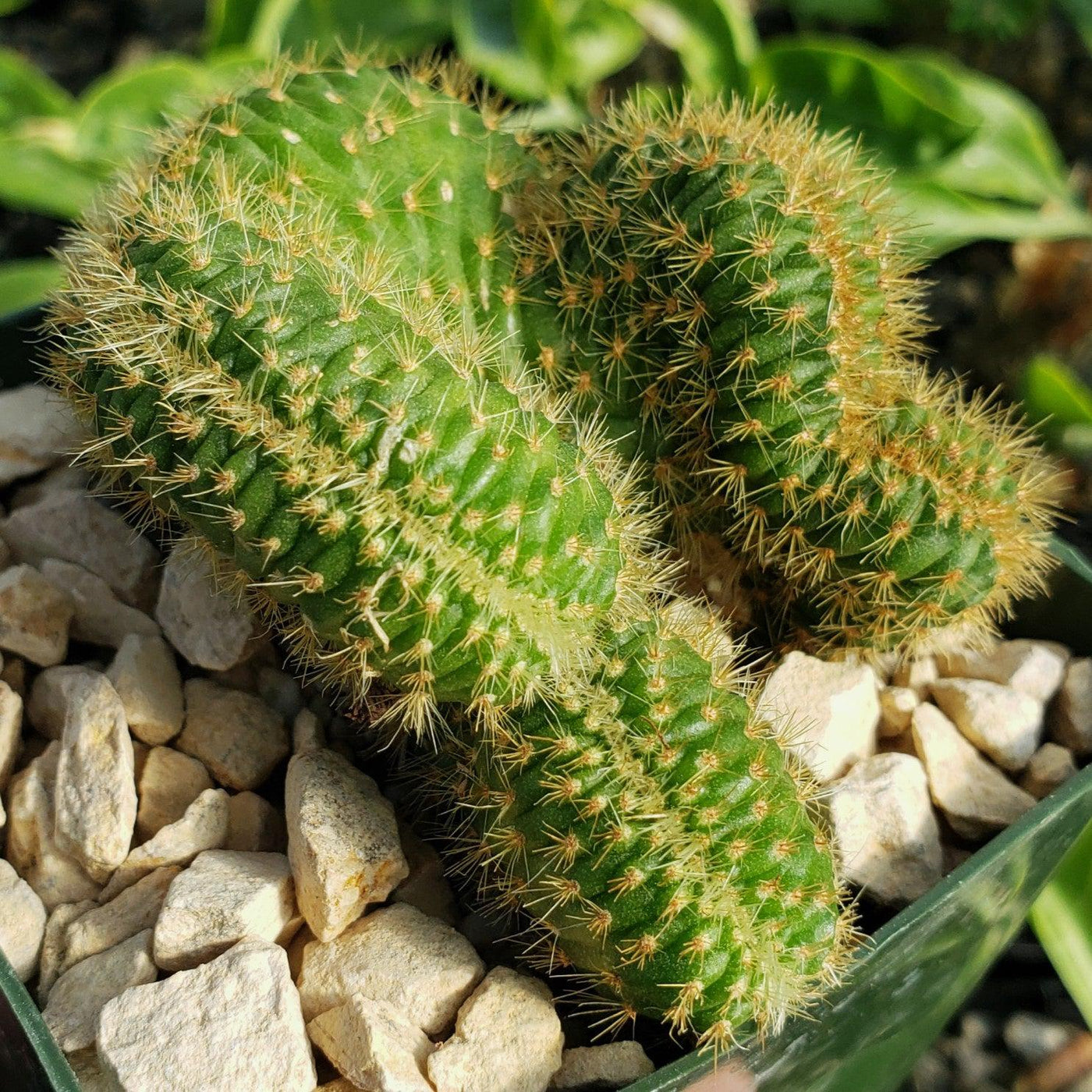 cactus plant that looks like little snakes Nyctocereus Serpentinus Cristata | Crested Snake Cactus