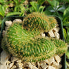 Nyctocereus serpentinus cristata