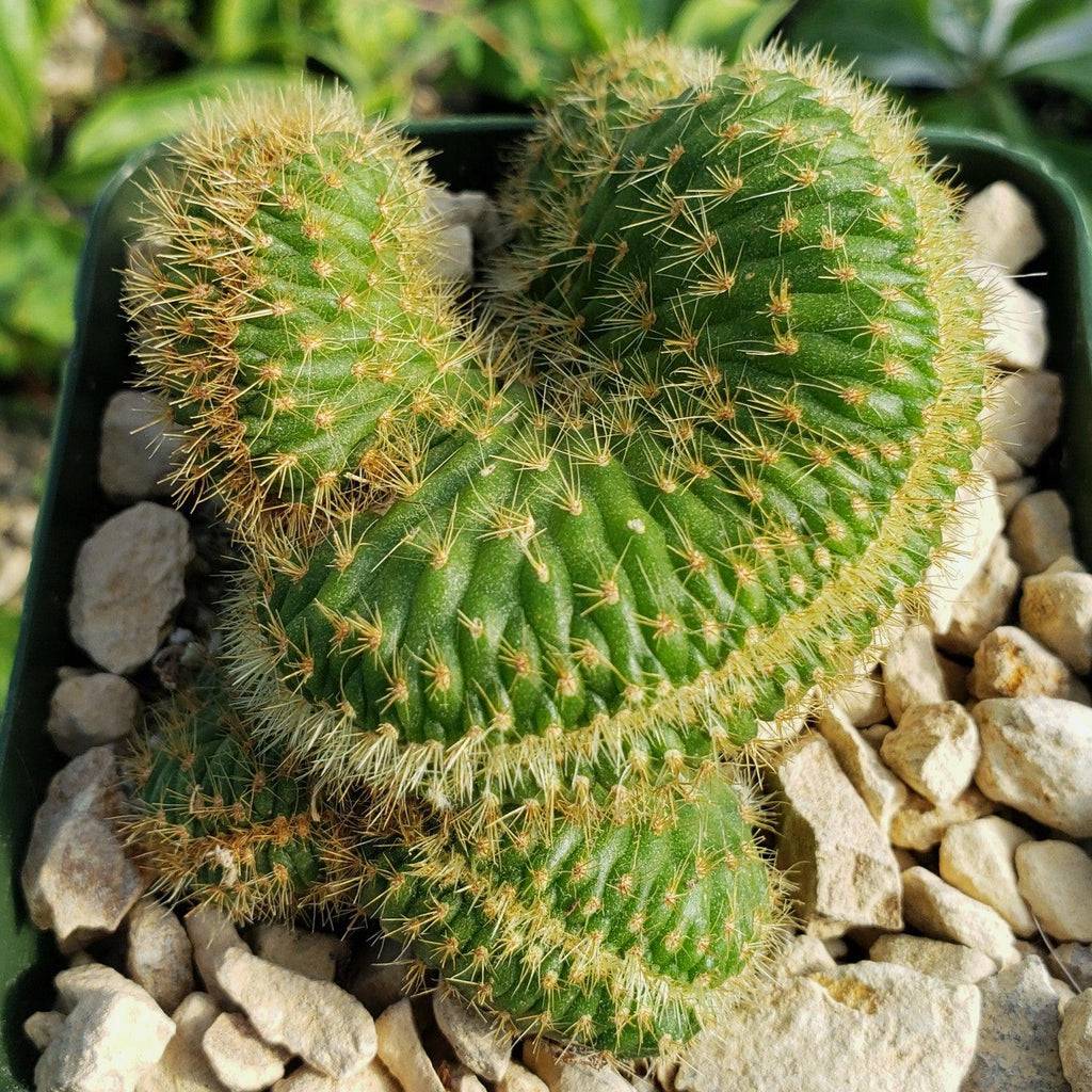 Nyctocereus serpentinus cristata