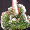 Opuntia hybrid crest roller coaster