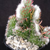 Opuntia hybrid crest roller coaster