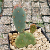 Opuntia Santa "Baby" Rita