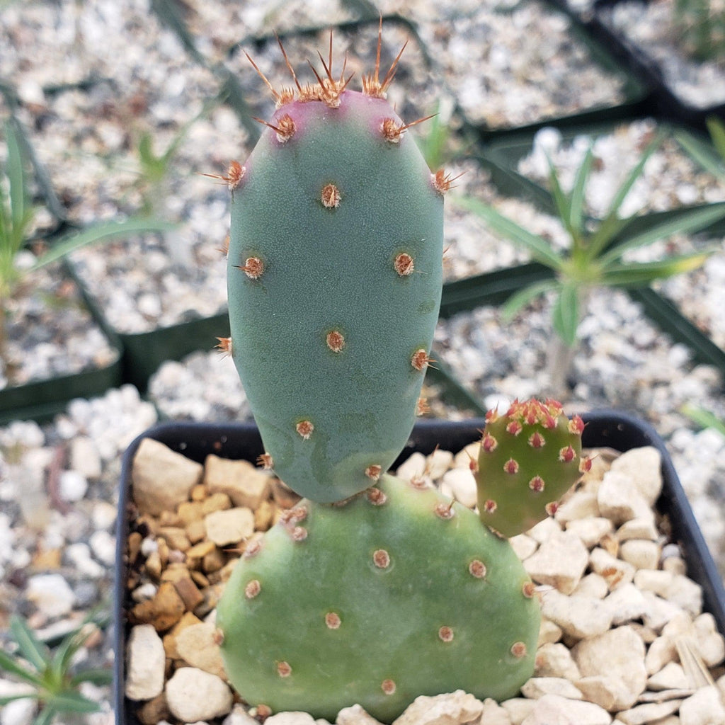 baby prickly pear cactus Opuntia Santa "Baby" Rita