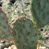 Opuntia Santa Rita