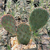 Opuntia Santa Rita