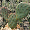 Opuntia Santa Rita