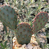 Opuntia Santa Rita