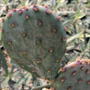 Opuntia Santa Rita