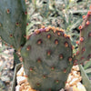 Opuntia Santa Rita