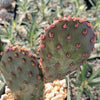 Opuntia Santa Rita