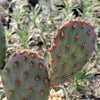 Opuntia Santa Rita