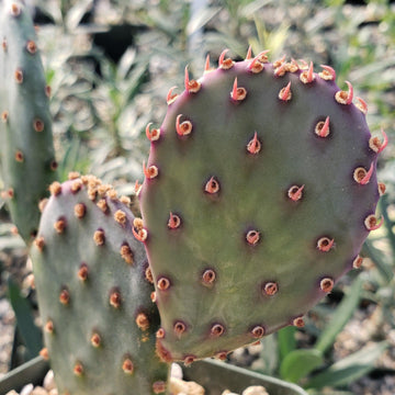 prickly pear cactus origin Opuntia Santa Rita