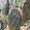 Opuntia Santa Rita