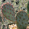 Opuntia Santa Rita