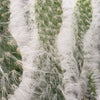 Opuntia Snow Fuzzy