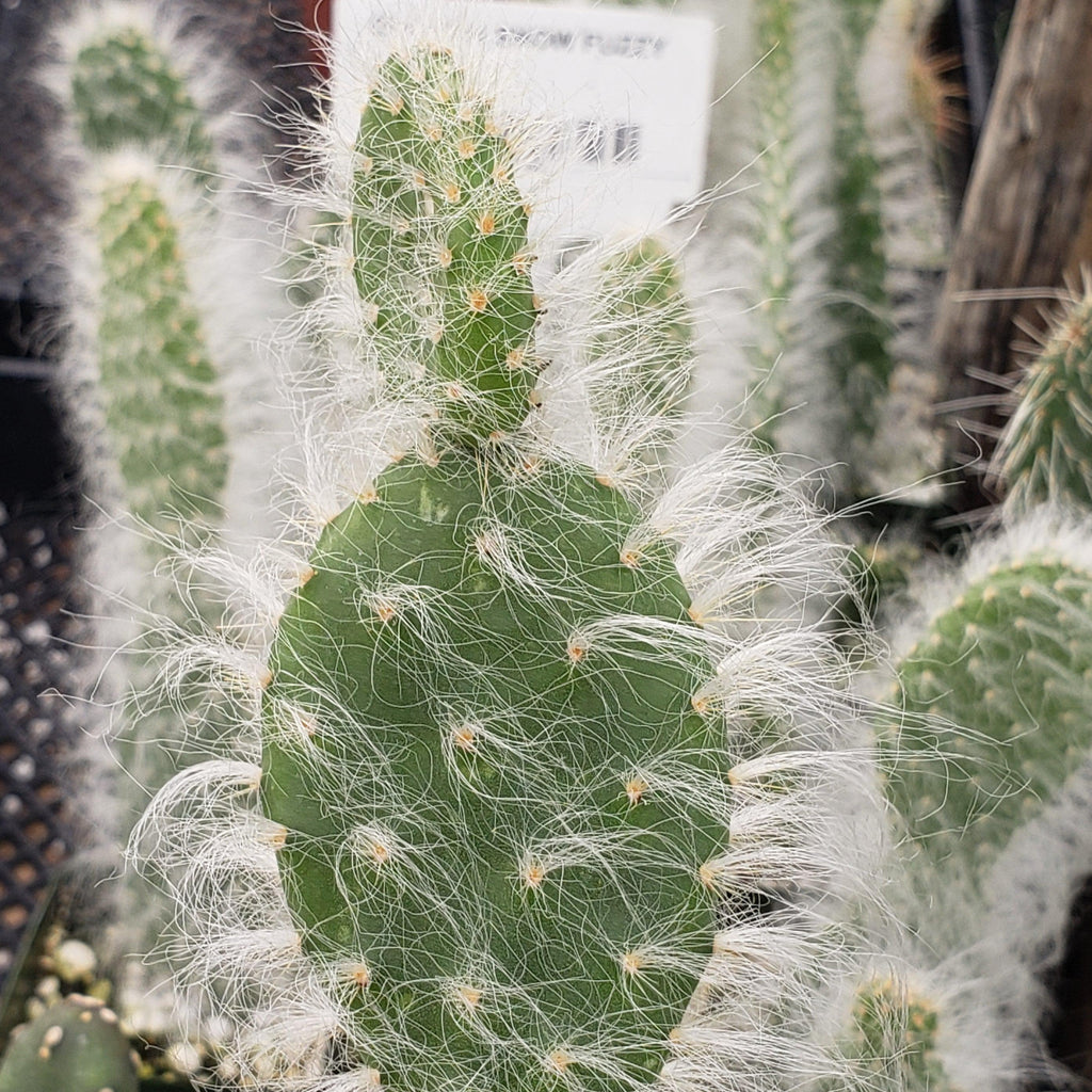 Opuntia Snow Fuzzy