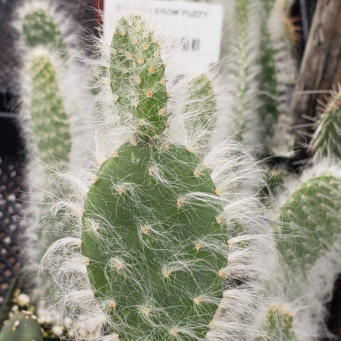 prickly pear snow cactus Opuntia Snow Fuzzy – Planet Desert