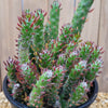 Opuntia Snow Pine Cluster